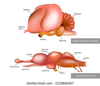 Anatomy of the structure of the brain of birds and fish.Comparison of the brain of a fish and a bird. Vector