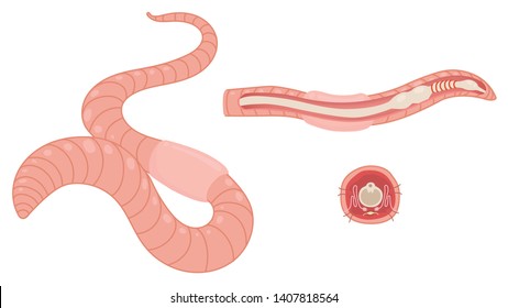 Anatomy and  structure of an earthworm