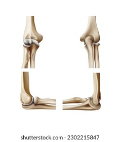 Anatomy and structure of the elbow joints. Vector 3D illustration