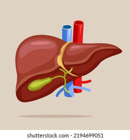 Anatomy structure hepatic system organ, digestive gallbladder organ. Human liver for medical drugs, pharmacy and education design.