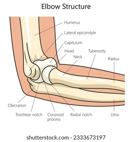 Anatomy structure of the human elbow diagram schematic vector illustration. Medical science educational illustration