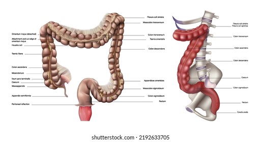 Anatomy and structure of the human large intestine on a white background. Vector 3D illustration