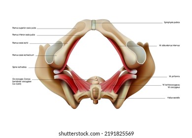 Anatomy And Structure Of The Human Pelvic Floor On A White Background. Vector 3D Illustration