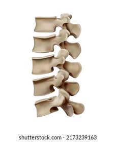 Anatomy and structure of the human spinal spine. Vertebral discs. Vector 3D illustration