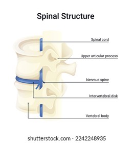 Anatomy structure of human spine vector