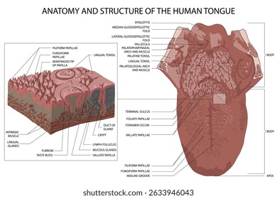 Anatomy and structure of the human tongue. Medical vector illustration.