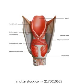 Anatomy and structure of the internal muscles of the human larynx. Vector 3D illustration