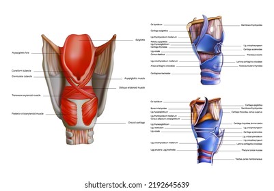 La anatomía y estructura de los músculos internos de la laringe humana sobre un fondo blanco. Ilustración del vector 3D