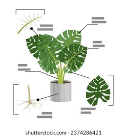 Anatomy or structure of Monstera vector illustration. Cartoon drawing of leaf, stem and roots of plant in flowerpot with information. Nature, home garden, houseplants, botany concept