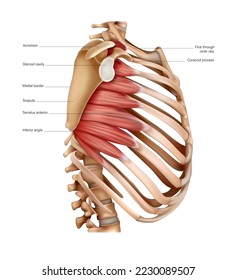 Anatomy and structure of the muscles of the body on the ribs. Vector 3D illustration