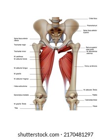 Anatomy and structure of the muscles of the human leg. Vector 3D illustration