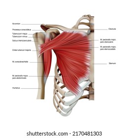 Anatomy and structure of the pectoral muscles of the trunk on a white background. Vector 3D illustration