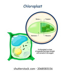 Сhloroplast anatomy. Structure of a plant cell. Cross section of organelles that conduct photosynthesis in a leaf. Close-up of chloroplast. Vector poster for education