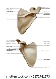 Anatomy and structure of the scapula of the bone of the belt of the upper limbs of a person. Vector 3D illustration