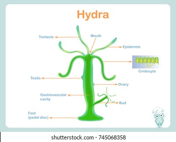 Anatomy structure scheme of hydra for school biology lessons stock vector illustration