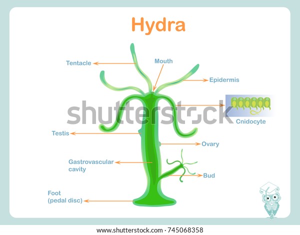 Anatomy Structure Scheme Hydra School Biology Stock Vector Royalty