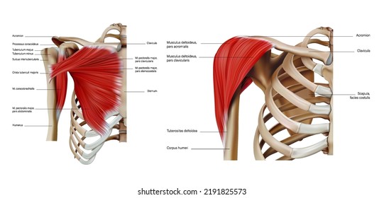 Anatomy Structure Shoulder Pectoral Muscles Trunk Stock Vector (Royalty ...