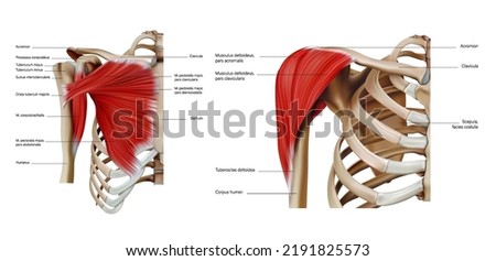 Anatomy and structure of the shoulder and pectoral muscles of the trunk on a white background. Vector 3D illustration
