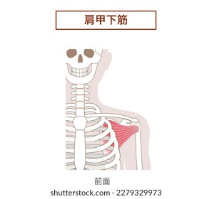 Anatomy of the subscapularis muscle Rotator Cuff[Translate]subscapularis muscle