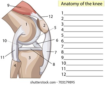 Anatomy. Subscribe. Knee Joint Cross Section Showing the major parts which made the knee joint For Basic Medical Education Also for clinics