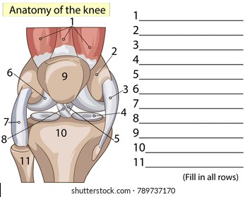 Anatomy. Subscribe. Knee Joint Cross Section Showing the major parts which made the knee joint For Basic Medical Education Also for clinics