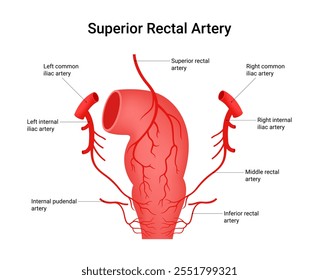 Anatomia da artéria retal superior