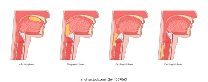 Anatomy of swallowing. Side view of head and neck with tongue pushing food to the pharynx. Soft palate is elevated, epiglottis is closing airway to direct food into the esophagus medical illustration