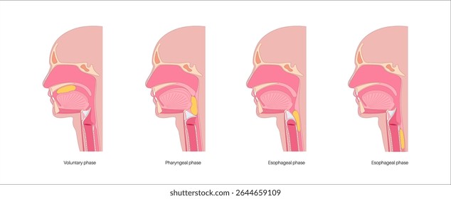 Anatomy of swallowing. Side view of head and neck with tongue pushing food to the pharynx. Soft palate is elevated, epiglottis is closing airway to direct food into the esophagus medical illustration