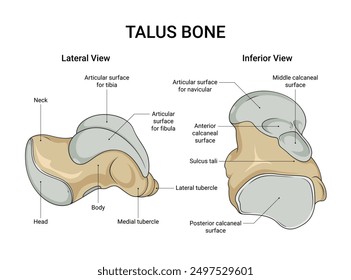 Anatomía del hueso del talo Vista lateral y vista inferior