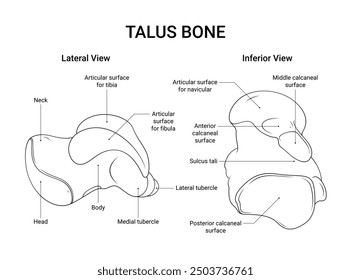 Anatomía de la vista lateral del hueso de Talus y vista inferior en estilo de línea