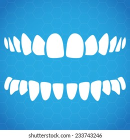 Anatomy teeth shows eruption, vector illustration