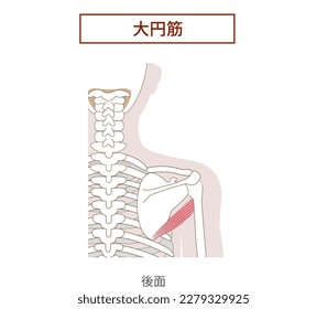 Anatomy of the teres major muscle 
[Translate] teres major muscle 