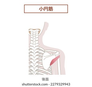 Anatomía de los teres musculares menores Rotador Cuff[Translate]teres músculo menor