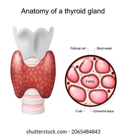 Anatomy of a thyroid gland. Close-up of thyroid Follicle structure with Follicular cell, C-cell, and Connective tissue. Vector illustration