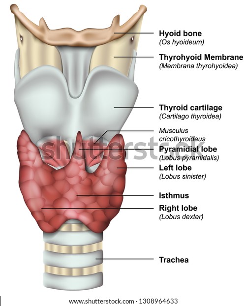 Anatomy Thyroid Gland Medical 3d Vector Stock Vector (Royalty Free ...