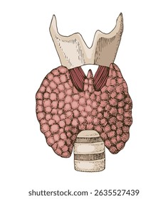 Anatomy of Thyroid Gland vector