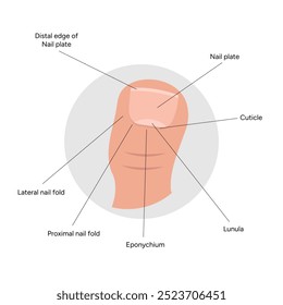 Anatomia das unhas do pé saúde do pé