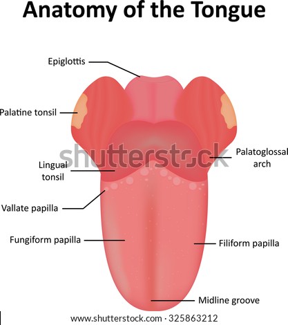Anatomy Tongue Stock Vector (Royalty Free) 325863212 - Shutterstock