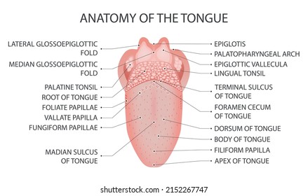 Anatomie der Zunge. Medizinische Vektorgrafik.