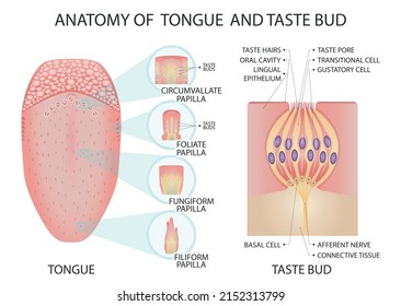Anatomy of tongue and taste bud. Medical vector illustration.