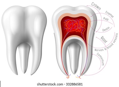 Anatomy of Tooth