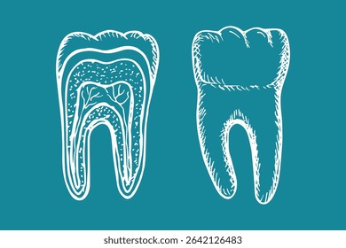 The anatomy of the tooth. Sketch vector line drawing illustration. The structure of the tooth cross-section. Dental anatomy, stomatology, orthodontics drawings