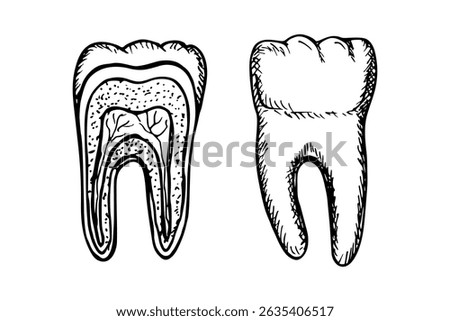 The anatomy of the tooth. The structure of the tooth cross-section. Dental anatomy, stomatology, orthodontics. Sketch vector line drawing illustration set