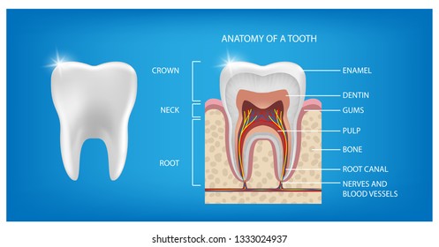 The anatomy of the tooth. the structure of the tooth. The layout of the Healthy tooth and cut isolated on blue background with description. enamel, dentin, pulp tooth with roots. Vector illustration.