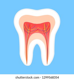 Gran concepto de anatomía y estructura dental sobre un fondo azul