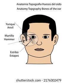 Anatomy Topography Bones of the ear  anvil hammer stapes