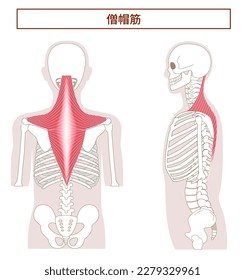 Anatomy of the Trapezius muscle from the side and back[Translate]Trapezius muscle 