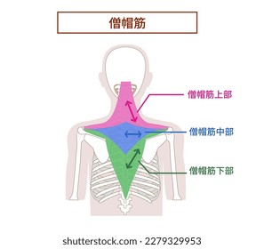 Anatomía del músculo Trapezius [Traducción]centro-inferior superior