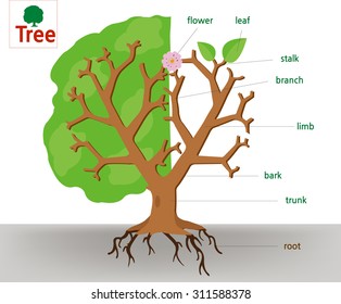 An anatomy of a tree