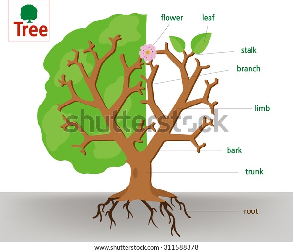 Anatomy Tree Stock Vector (Royalty Free) 311588378